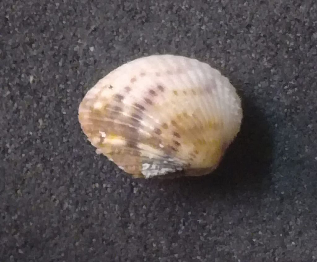 bivalve da identificare